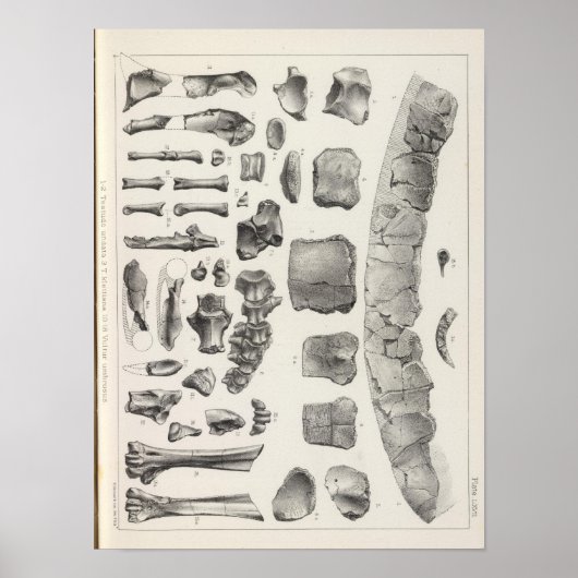 LXVII Testudo, Vultur Poster (Vorne)