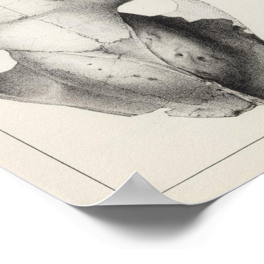 LXXVI Procamelus occidentalis Poster (Ecke)