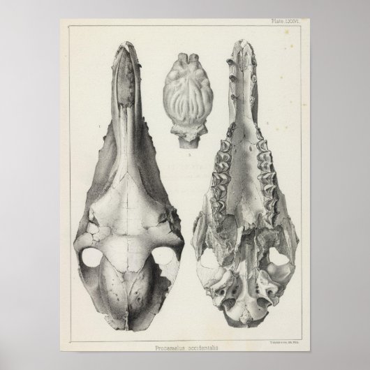 LXXVI Procamelus occidentalis Poster (Vorne)
