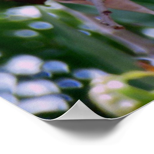 Lychee Fruit Poster (Ecke)