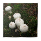 Lycoperdon-Puffballpilze Fliese (Vorderseite)