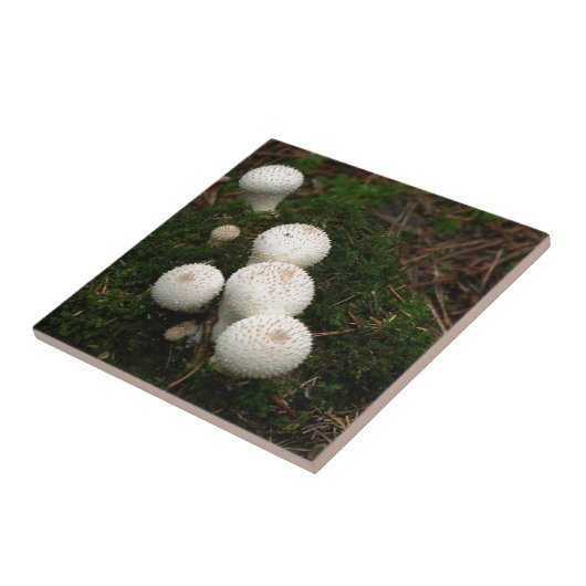Lycoperdon-Puffballpilze Fliese (Seite)