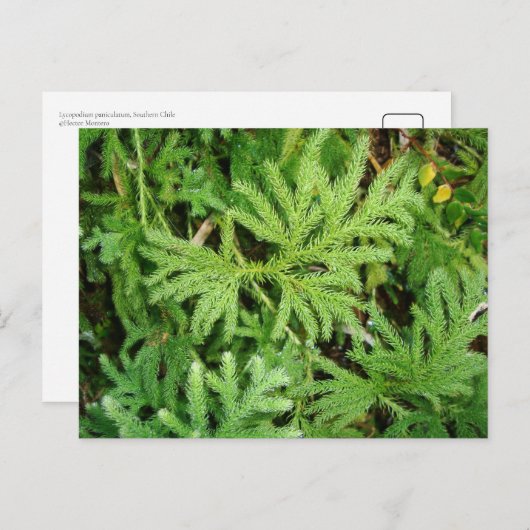 Lycopodium paniculatum, Südlicher Chile Postkarte (Vorne/Hinten)