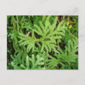 Lycopodium paniculatum, Südlicher Chile Postkarte (Vorderseite)