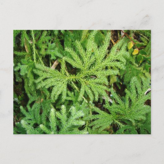 Lycopodium paniculatum, Südlicher Chile Postkarte (Vorderseite)
