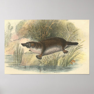 Lydekker - Platypus-Portfolio Poster
