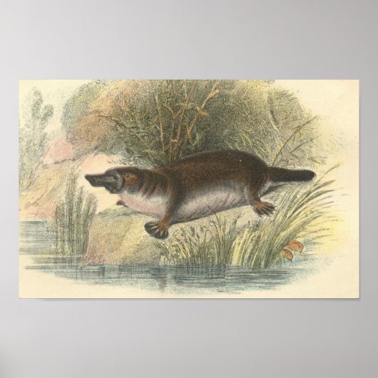 Lydekker - Platypus-Portfolio Poster (Vorne)