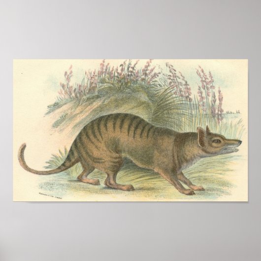 Lydekker - Thylacine - Tasmanian Tiger Portfolio Poster (Vorne)