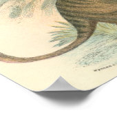 Lydekker - Thylacine - Tasmanian Tiger Portfolio Poster (Ecke)