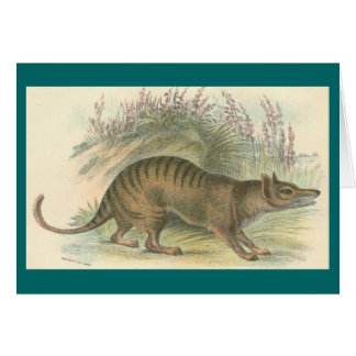 Lydekker - Thylacine - tasmanischer Tiger