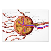 Lymph-Knotenposter