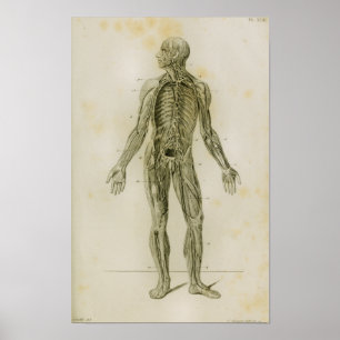 Lymphatic System Vintage Anatomy Print Poster