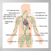 Lymphdrainage mit Plakat (Vorne)