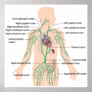 Lymphdrainage mit Plakat