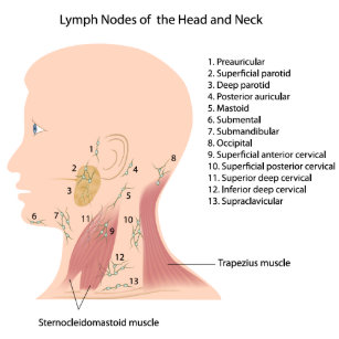 Lymphknoten Poster Zazzle De