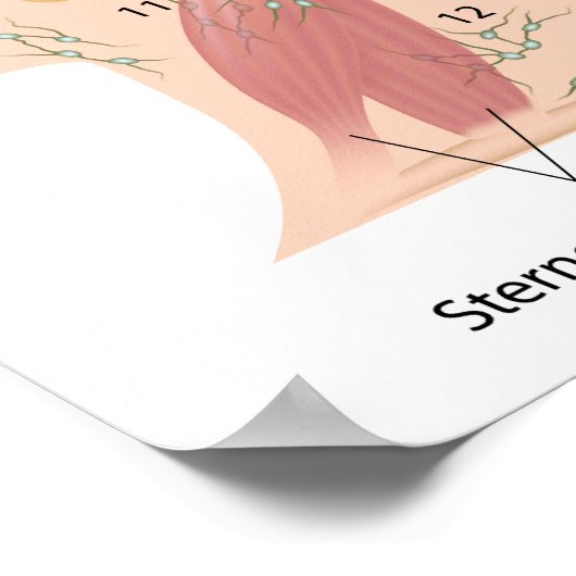 Lymphknoten des Kopf- und Halsposters Poster (Ecke)