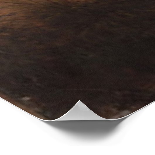 Lynn Meadows Poster (Ecke)