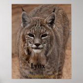 Lynx 5214 poster (Vorne)