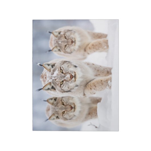 Lynx Animal Family Wandering Nature Notizblock (Rotiert)