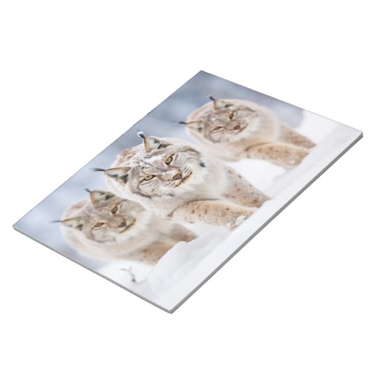 Lynx Animal Family Wandering Nature Notizblock (angewinkelt)
