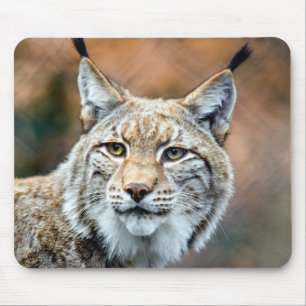 Lynx Bobcat Wildlife Predator Cat Mousepad