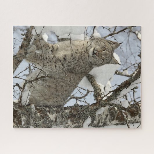 Lynx im Winter Foto Puzzle (Horizontal)