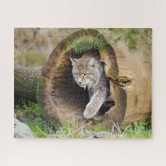 Lynx in Log Jigsaw Puzzle (Horizontal)