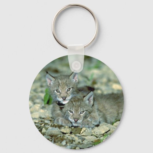 Lynx, junge Kätzchen spielen Schlüsselanhänger (Vorderseite)