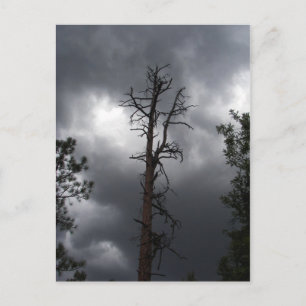 Lynx Lake, Arizona, ist ein 55 Hektar großes Reser Postkarte