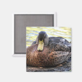 Lynx Lake Waterfowl Magnet (Vorderseite/Rückseite)