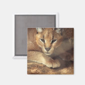 Lynx Magnet (Vorderseite/Rückseite)
