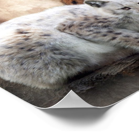 Lynx Moon Art Poster/Print Poster (Ecke)