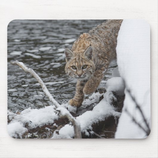 Lynx Mousepad (Vorne)