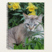 Lynx Point Siamese Katze Planer (Vorderseite)