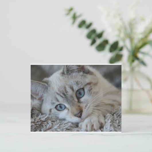 Lynx Point Siamese Postkarte (Stehend Vorderseite)