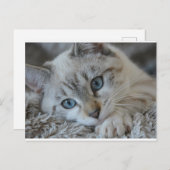 Lynx Point Siamese Postkarte (Vorne/Hinten)