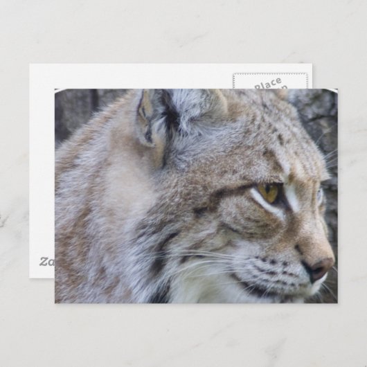Lynx Postcard Postkarte (Vorne/Hinten)