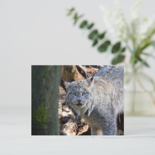 Lynx Postkarte (Stehend Vorderseite)