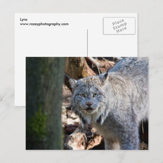 Lynx Postkarte (Vorne/Hinten)