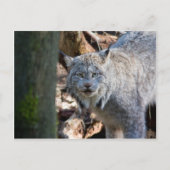 Lynx Postkarte (Vorderseite)