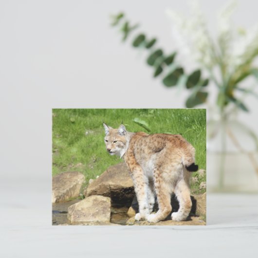 Lynx Postkarte (Stehend Vorderseite)