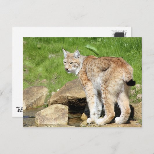 Lynx Postkarte (Vorne/Hinten)