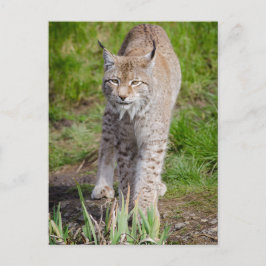 Lynx Postkarte