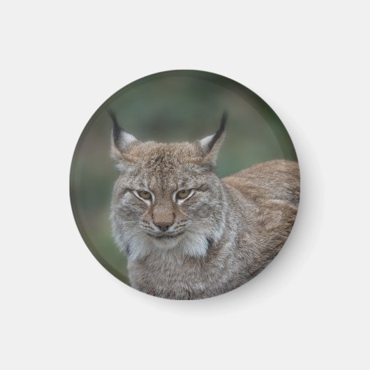 Lynx sieht dich an magnet (Vorne)