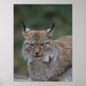 Lynx sieht dich an poster (Vorne)