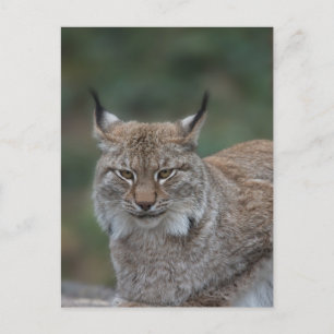 Lynx sieht dich an postkarte
