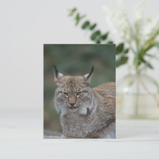 Lynx sieht dich an postkarte (Stehend Vorderseite)