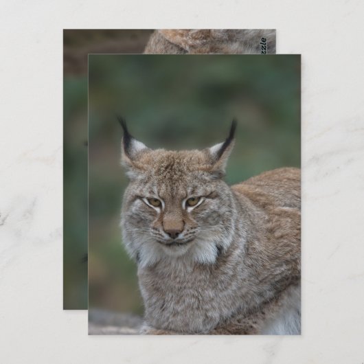 Lynx sieht dich an postkarte (Vorne/Hinten)
