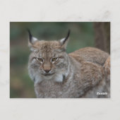 Lynx sieht dich an postkarte (Rückseite)