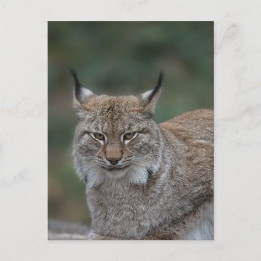 Lynx sieht dich an postkarte (Vorderseite)